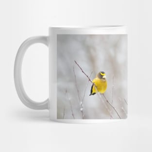 Evening Grosbeak - Algonquin Park Mug